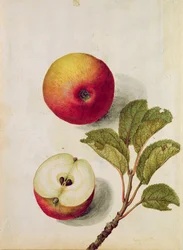 Manzana: Pyrus malus, c.1568